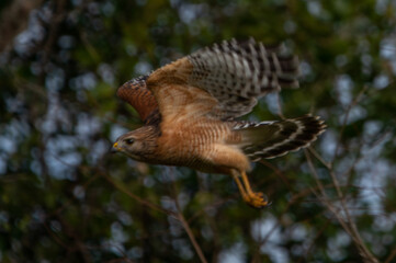 Passerby: A Red-shouldered Hawk raises its wings as it briefly flies through Brackridge Park, Jacksonville, Florida