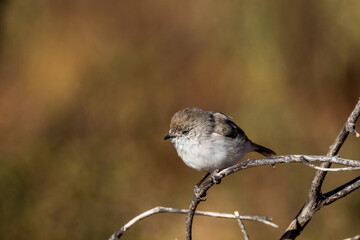 Chestnut-rumped Thornbill in Queensland Australia