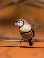 Double-barred Finch in Queensland Australia