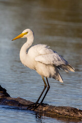 Intermediate Egret in Queensland Australia
