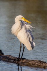 Intermediate Egret in Queensland Australia
