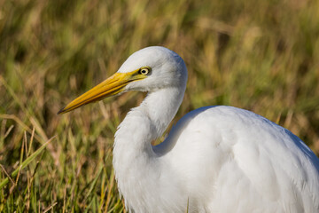 Intermediate Egret in Queensland Australia