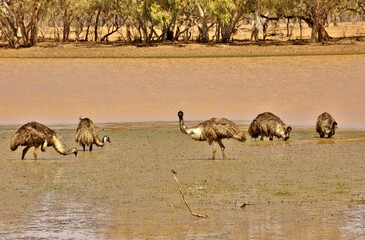 Fototapeta na wymiar Emus foraging