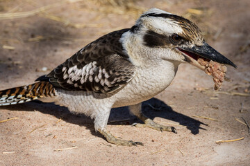 Laughing Kookaburra in Queensland Australia