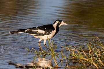 Magpie Lark in Queensland Australia
