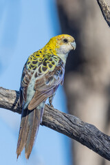 Pale-headed Rosella in Queensland Australia
