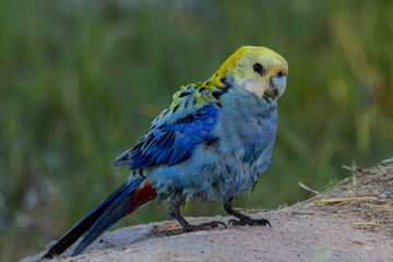 Pale-headed Rosella in Queensland Australia