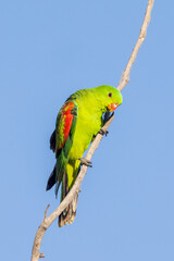 Red-winged Parrot in Queensland Australia