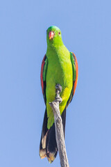 Red-winged Parrot in Queensland Australia