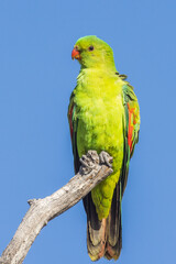 Red-winged Parrot in Queensland Australia