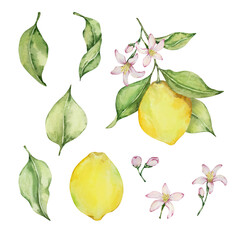 Watercolor juicy lemon and leaves, mediterranean illustration