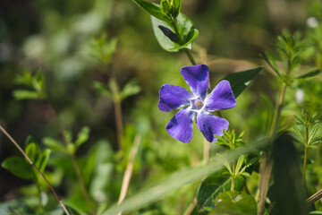 近くの公園の花