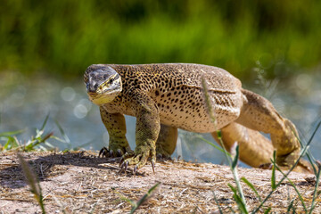 Sand Goanna in Queensland Australia