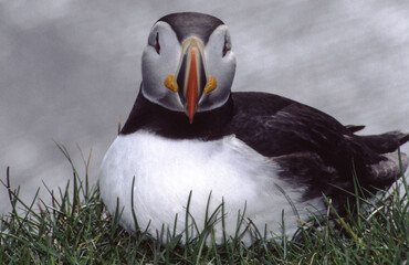 atlantic puffin