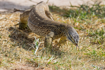 Sand Goanna in Queensland Australia