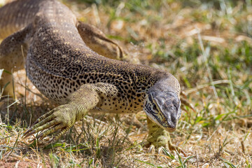 Sand Goanna in Queensland Australia