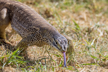 Sand Goanna in Queensland Australia