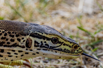 Sand Goanna in Queensland Australia