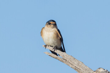 Tree Martin in Queensland Australia