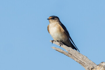 Tree Martin in Queensland Australia