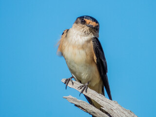 Tree Martin in Queensland Australia