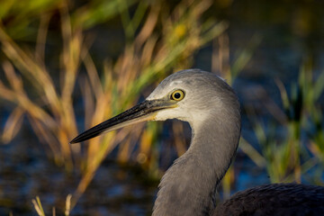 White-faced Heron in Queensland Australia