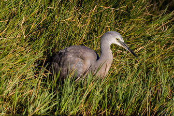 White-faced Heron in Queensland Australia