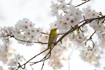 blooming cherry tree