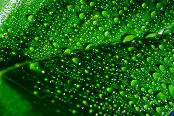 Green leaf with water drops for background