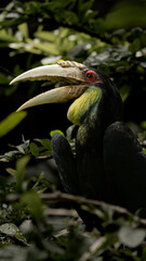 Hornbill sitting on a tree in woods of Sulawesi