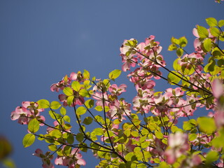 初夏・満開の赤いハナミズキの花