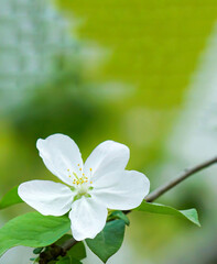 A white peach blossoms hang on the branch. The background is a blurred garden.