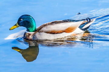Green Mallard Duck Juanita Bay Park Lake Washington Kirkland Washiington