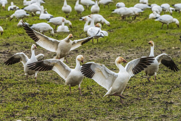 Snow Geese Dancing Skagit Valley Washington