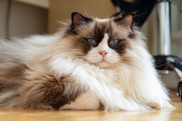 Young adult fluffy white purebred Ragdoll cat with blue eyes, laying on the floor staring at the...