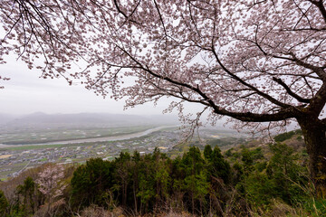 徳島県吉野川市チェリーロードから桜と吉野川を見る