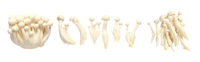 Set of White Shimeji Mushrooms or beech mushroom isolated on white background.