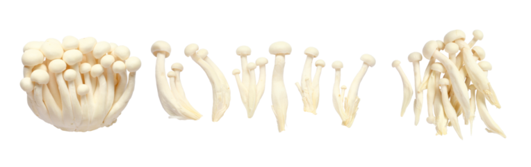 Set of White Shimeji Mushrooms or beech mushroom isolated on white background.
