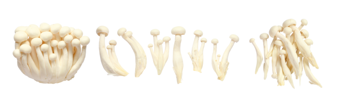 Set of White Shimeji Mushrooms or beech mushroom isolated on white background.