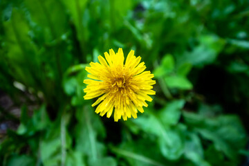 Often considered a pesky weed, the Taraxacum flower is a symbol of resilience and adaptation, with its vibrant blooms and tough roots