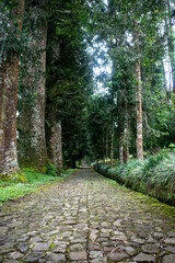 Strolling down a verdant path in the heart of a lush tropical garden, surrounded by dense greenery...