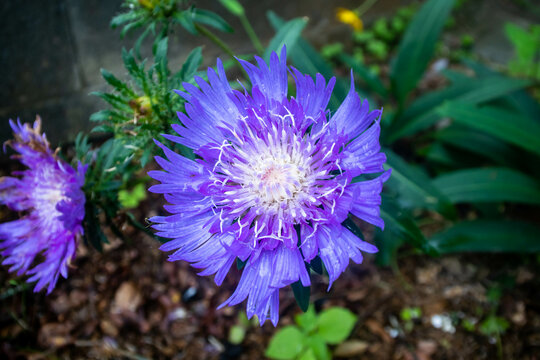 Beautiful purple Stokesia laevis flowers in full bloom with lush green foliage, photographed up close on a sunny day.