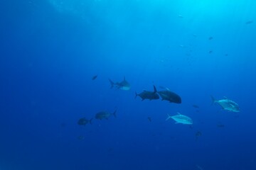 Naklejka premium Tiger sharks crusiing in the maldives with diver