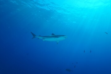 Naklejka na ściany i meble Tiger sharks crusiing in the maldives with diver