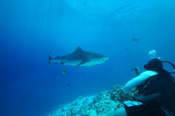 Tiger sharks crusiing in the maldives with diver