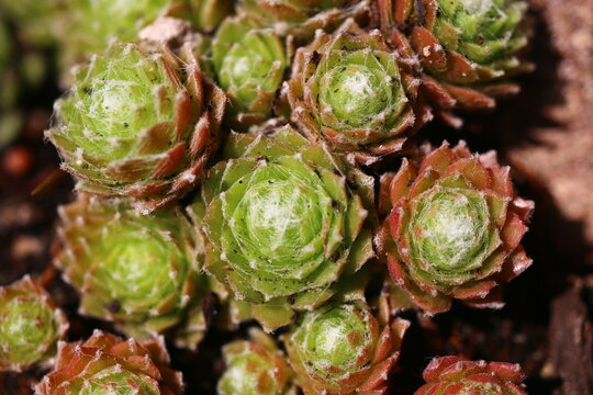 Sempervivum arachnoideum LEMON BABIES Volkmar Schara rojnik
