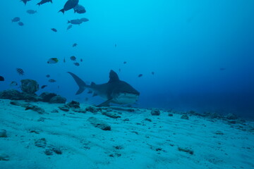 Tiger sharks crusiing in the maldives with diver