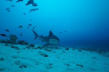 Tiger sharks crusiing in the maldives with diver