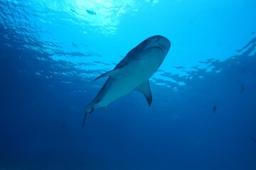 Tiger sharks crusiing in the maldives with diver