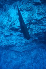 Tiger sharks crusiing in the maldives with diver